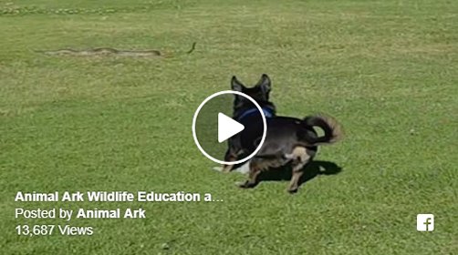 Amazing video footage of our snake avoidance training course