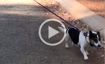 Snake Avoidance training for Sprocket the Jack Russell dog