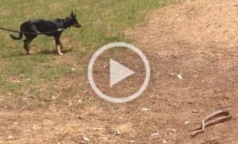 Snake Avoidance training refresher for Ruby the kelpie