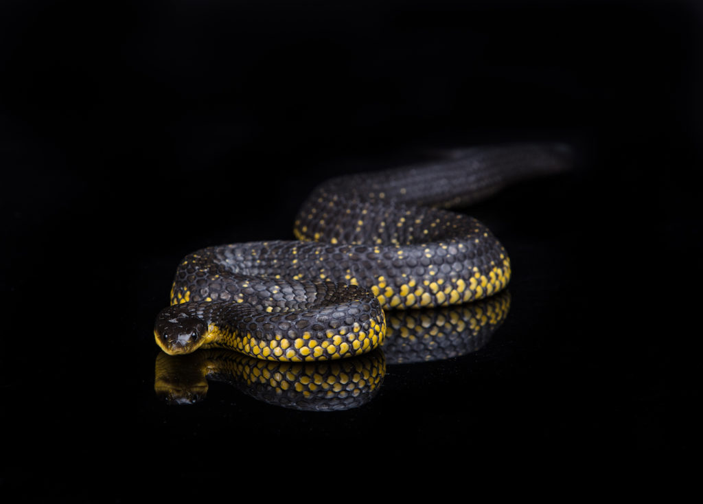 Wet Weather and Wild Snakes – Snake Avoidance Training for Dogs