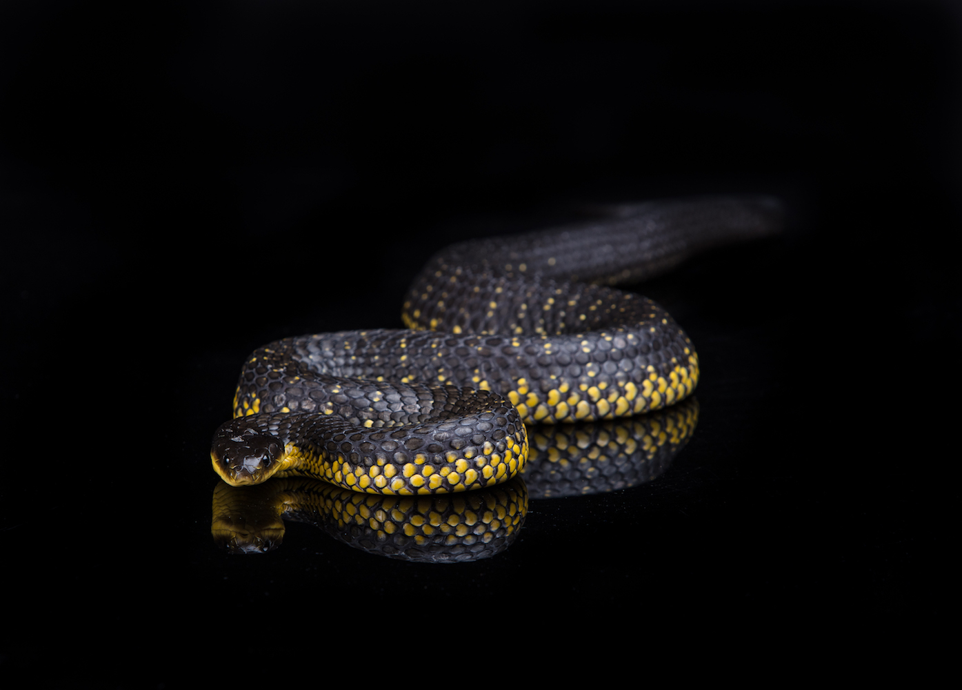 Wet Weather and Wild Snakes Snake Avoidance Training for Dogs