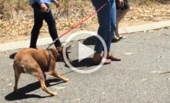 Callie the Kelpie after snake avoidance training